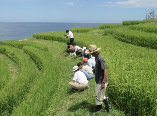 1白米千枚田での草刈り体験.jpg