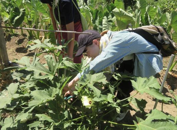 4里山での野菜収穫.jpg